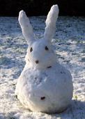 Odpowiedź zima,śnieg,królik