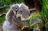 Fusk koala,mamma,eukalyptus
