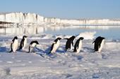 Responder pingüinos,Antártida,glaciar
