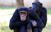 Svar dyr,chimpanse,hvile