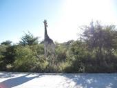 Svar giraf,lang hals,vegetation
