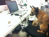 Responda cachorro,laptop,cadeira de escritório