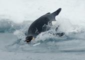 Solution pingouin,baignade,glacial