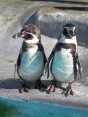 Απάντηση ράμφος,πιγκουίνοι,ζωολογικός κήπος