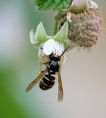 Fusk pollinering,blomma,nektar