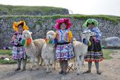 Answer colorful,llamas,dresses