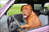 Responder conductor,perro,volante
