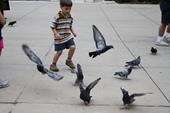 Solution pigeons,ailes,envol