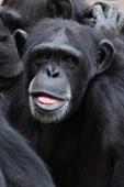Odpowiedź małpa,szympans,język