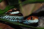 Responder serpientes,caza,reptiles