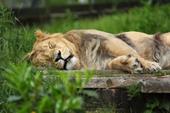 Nápověda tlapa,lev,ospalý