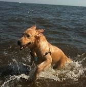 Svar hund,leg,svømme