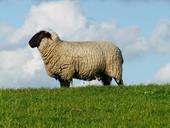 Answer sheep,wool,cloudy