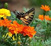 Answer butterfly,flower,nectar