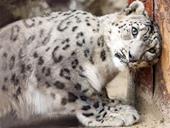răspuns cap,labă,leopard de zăpadă