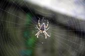Nápověda pavučina,jedovatý,pavoukovec