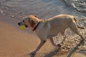 Answer dog training,fetch,beach