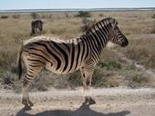 Answer Zebra,grassland,tail