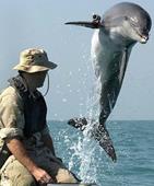 Answer camera,dolphin,marine mammal