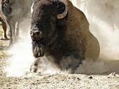 Answer bison,dust,horns
