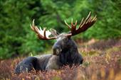 Answer antlers,moose,flower meadow