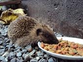 Answer Hedgehog,feeding,gravel