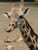 Fusk giraff,hals,horn