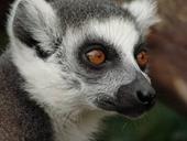 Nápověda oči,lemur,srst