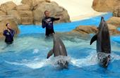 Answer dolphin,animal trainer,stunts