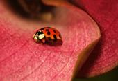 Answer lady bug,bloom,dotted