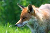 Answer fox,predator,snout