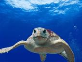 Responda oceano,tartaruga,bolhas