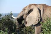 Answer tusks,eating,elephant