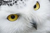 Answer snow owl,nocturnal,white