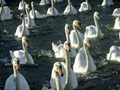 Answer swarm,swans,swim