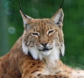 Answer lynx,feline,fur