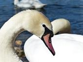 Answer swan,neck,white
