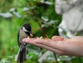 Svar fugl,foder,hånd